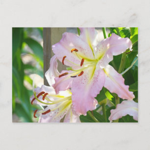 Lily Flowers Garden postcards Pink Lilies custom