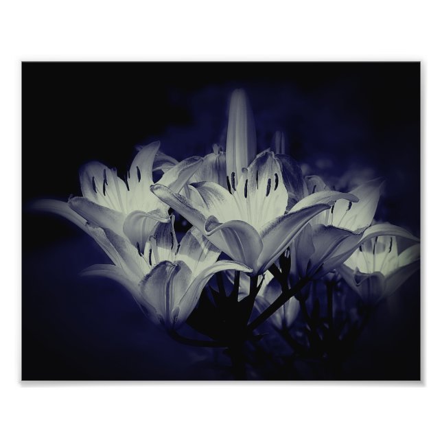 Lily Flowers In Black And White 8x10 Photo Print (Front)