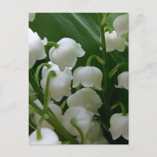 Lily Flowers White Blossoms Peace Love Destiny Postcard (Front)