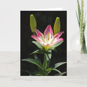 Lily greeting card