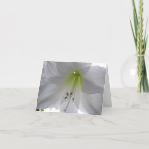 Lily Holiday Card