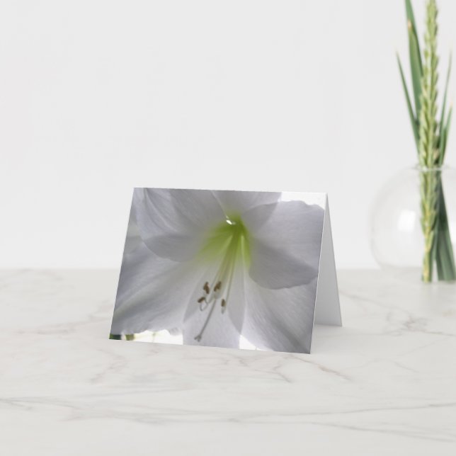 Lily Holiday Card (Front)