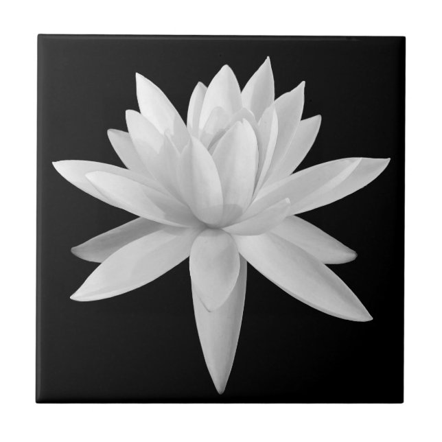 Lily Lotus Black and White Fine Art Photograph Tile (Front)