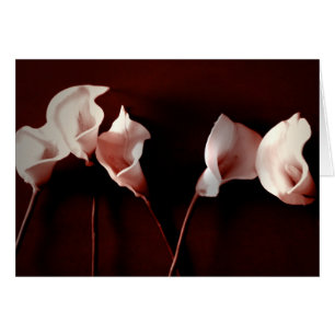 Lily Love