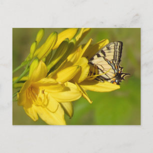 Lily Lover - Butterfly Postcard