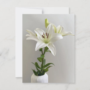 Lily Lullaby   White Simple Floral Painting Postcard