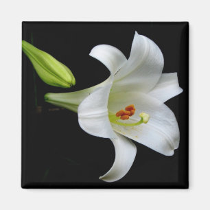 Lily Magnet