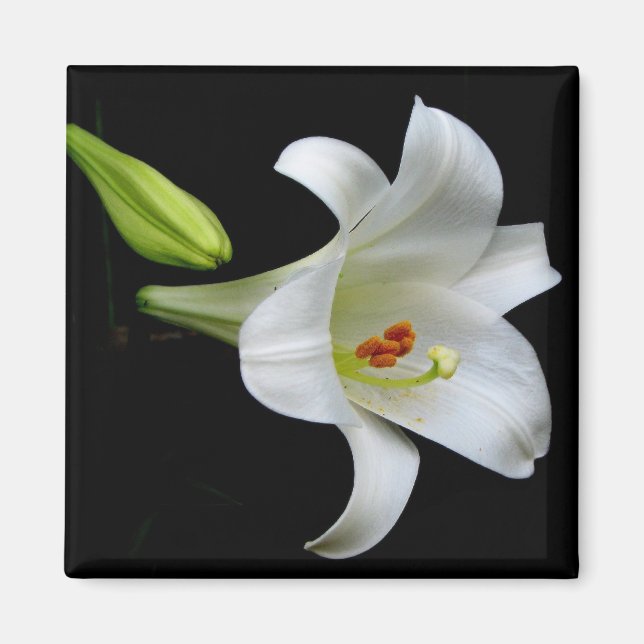 Lily Magnet (Front)