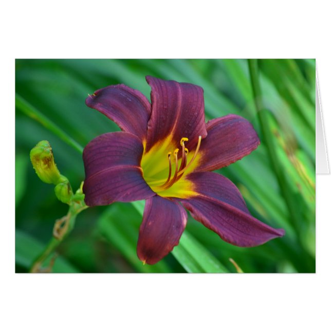 Lily Notecard (Front Horizontal)