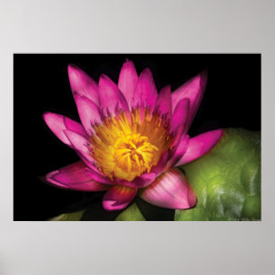 Lily - Nymphaea  Ruby - Passion Poster