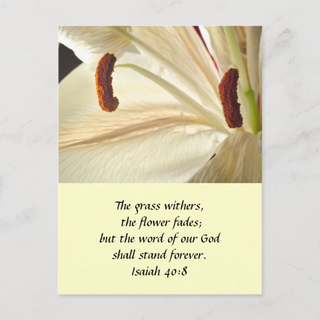 Lily of Light Postcard (Front)