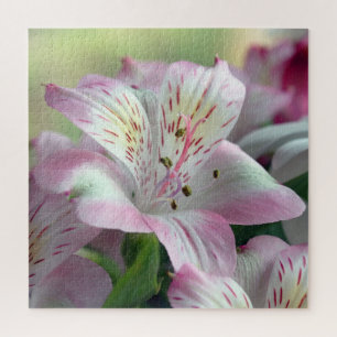 Lily of the Incas Jigsaw Puzzle