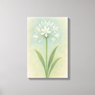 Lily of the Nile Canvas Print