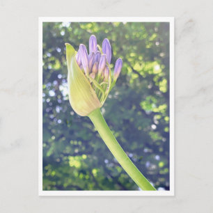 Lily of the Nile Flower Close Up Postcard