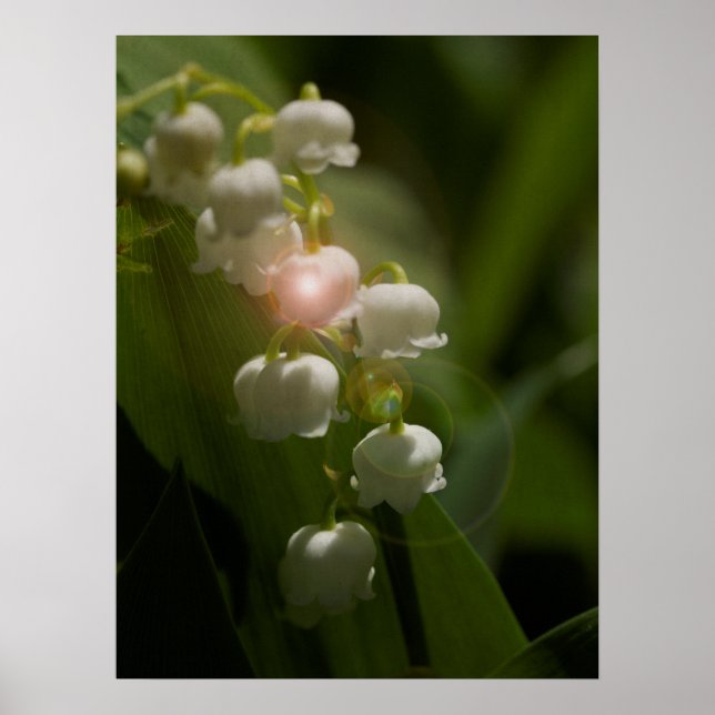 Lily Of The Valley Floral Poster (Front)