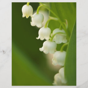 Lily of the Valley Flower