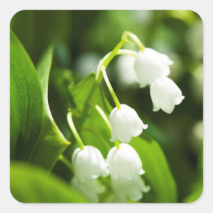 Lily of the valley flower square sticker