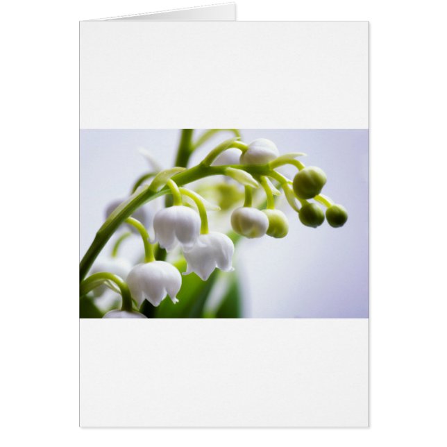 Lily of the Valley Flowers (Front)