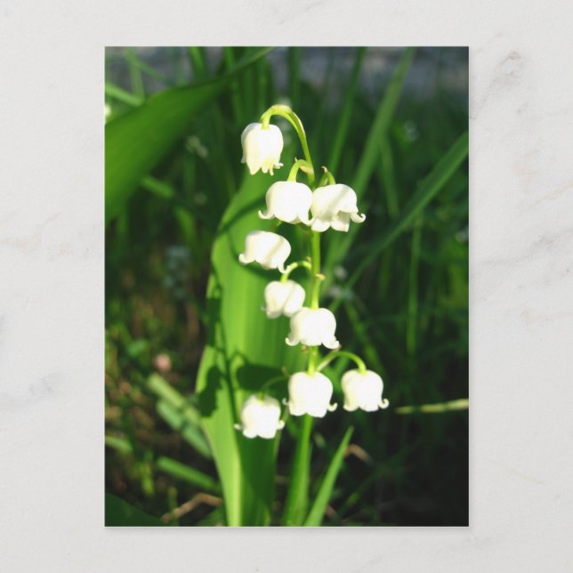 Lily Of The Valley Flowers Postcard (Front)