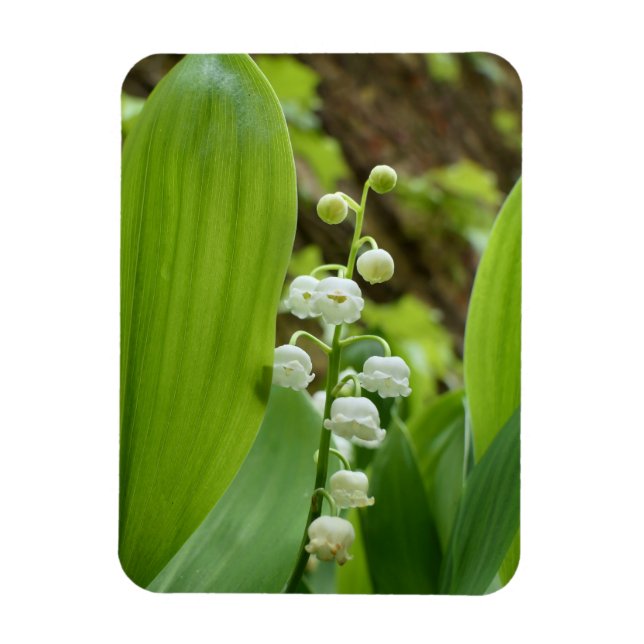 Lily of the Valley Magnet (Vertical)