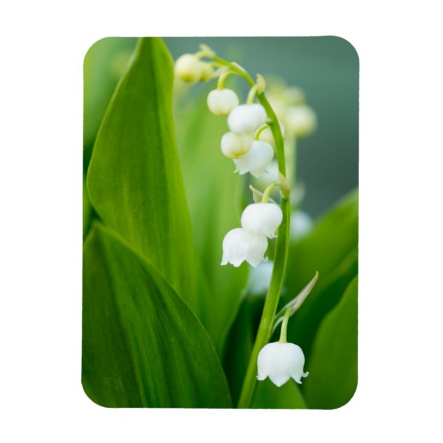 Lily of the Valley Magnet (Vertical)