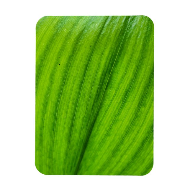 Lily of the Valley Magnet (Vertical)