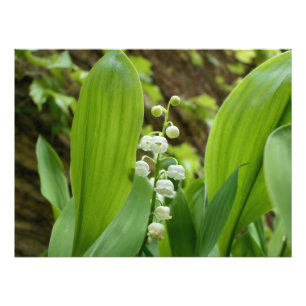Lily of the Valley Photo Print