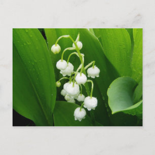 Lily-of-the-Valley Post Card