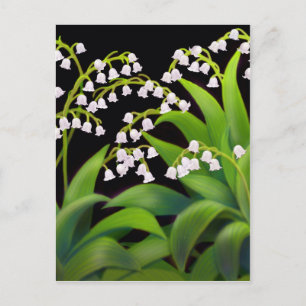 Lily of the Valley Postcard