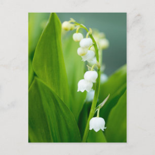 Lily of the Valley Postcard