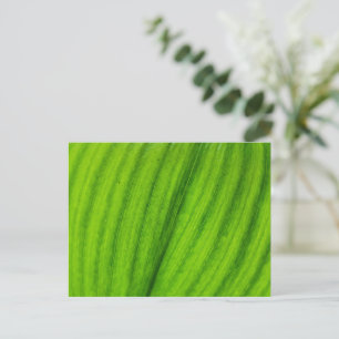 Lily of the Valley Postcard