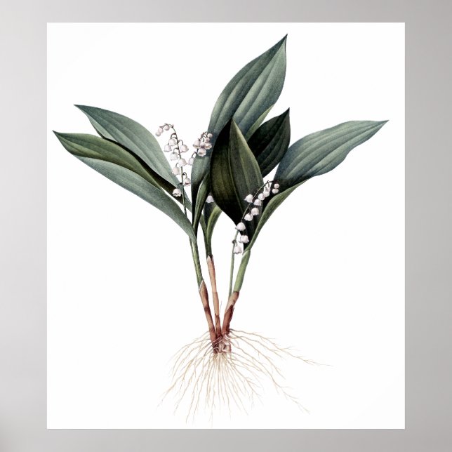 Lily of the valley premium botanical print (Front)