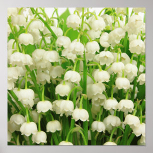 Lily of the Valley Spring Flowers  Poster
