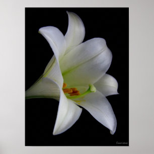 Lily on Black No. 1 Poster
