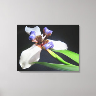 Lily On Wrapped Canvas