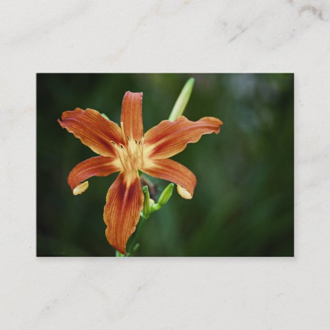 Lily P6588 Mini Print Business Card (Front)