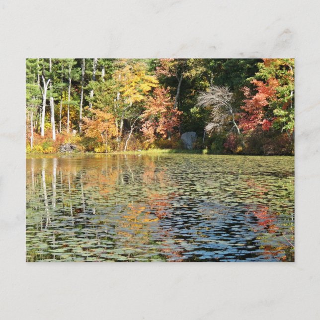Lily Pad Cove on Whitney Pond Postcard (Front)