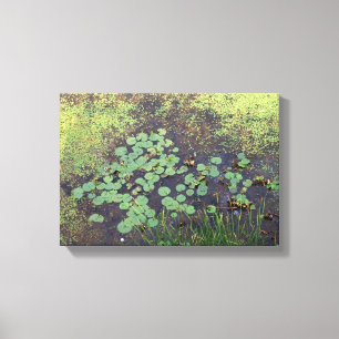 Lily Pad on Canvas Print