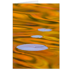 Lily pad on orange water, Canada