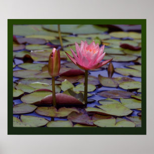Lily Pad Photo Prints -24x20-other sizes available