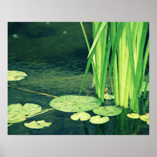 Lily Pad Pond Poster