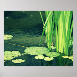Lily Pad Pond Poster