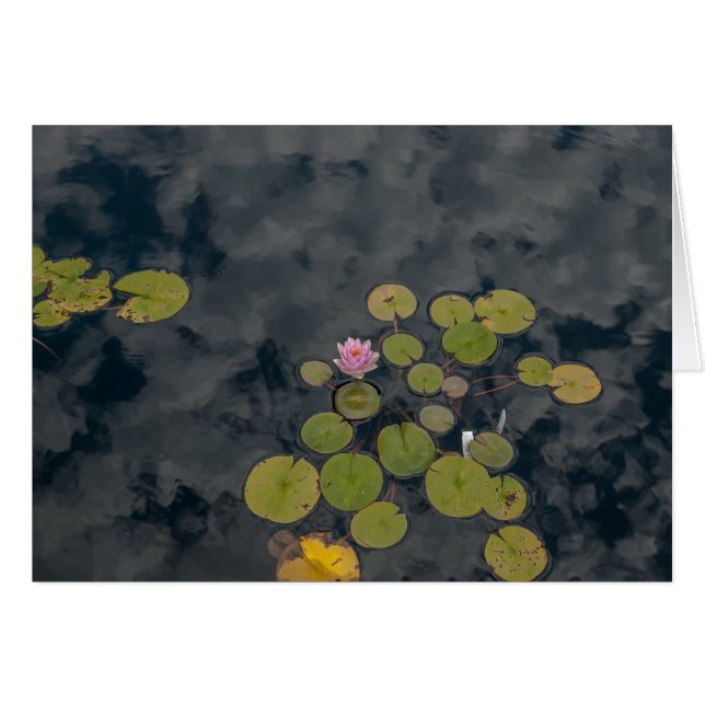 Lily Pads (Front Horizontal)