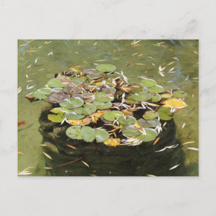 Lily Pads # 3 Postcard