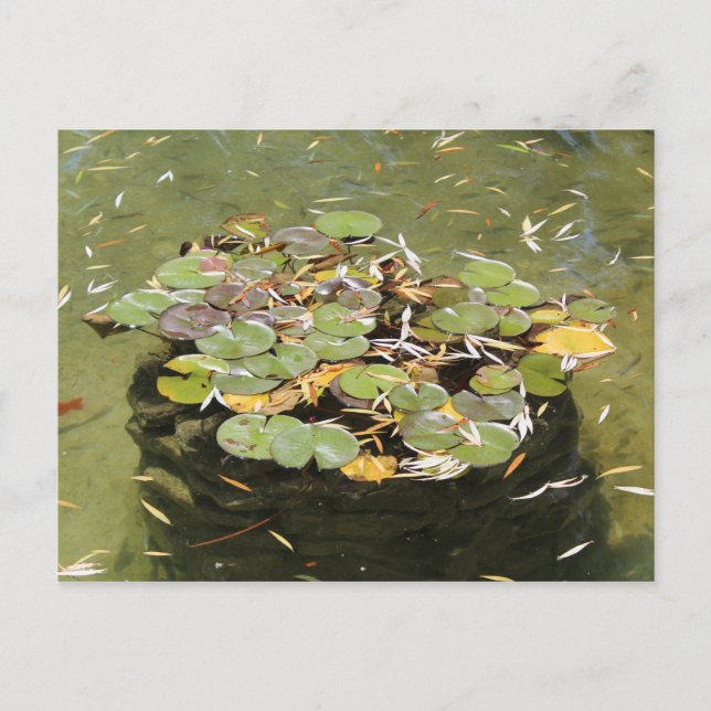 Lily Pads # 3 Postcard (Front)