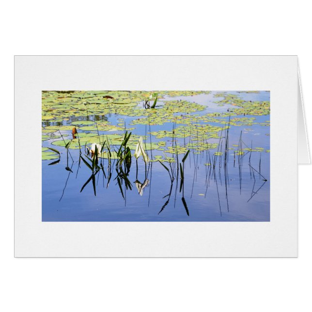 Lily Pads and Lake Grass (Front Horizontal)