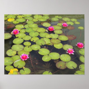 Lily pads and Lotus Flowers Poster