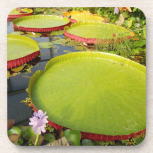 Lily Pads Hard Plastic Coaster