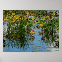Lily Pads on the Mississippi River Photography