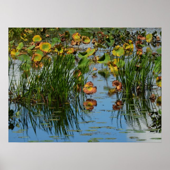 Lily Pads on the Mississippi River Photography Poster (Front)